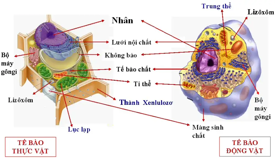 Cấu tạo tế bào thực vật và các ứng dụng quan trọng