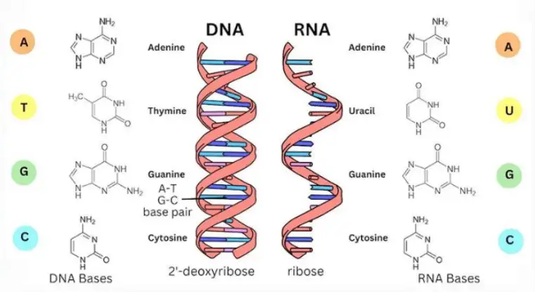 Khuôn mẫu phân tử, DNA, sao chép di truyền, cơ chế enzyme.