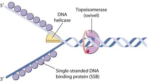 Hình minh họa cấu trúc xoắn kép DNA cùng cơ chế sao chép ở cấp độ phân tử.