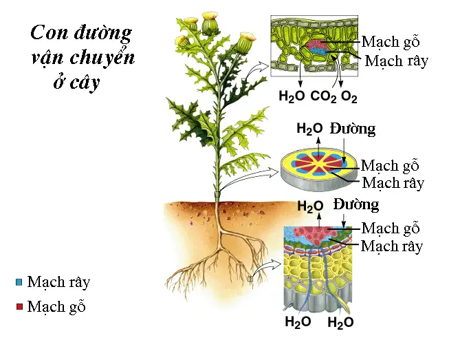 Sơ đồ minh họa quá trình vận chuyển nước trong thân cây qua mạch gỗ