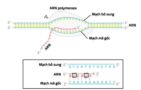 Hình minh họa quá trình phiên mã DNA thành mRNA với enzim RNA polymerase hoạt động.