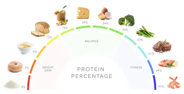 Minh họa cấu trúc phân tử protein với chuỗi axit amin đa dạng